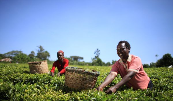 Juhudi Kilimo, Kenya